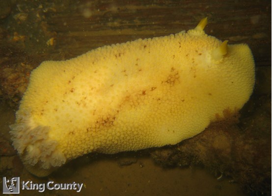 Photo of Doris montereyensis